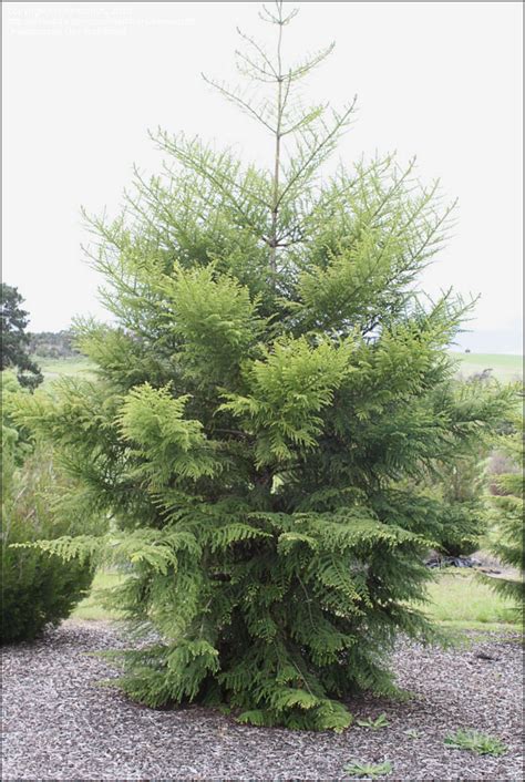 Plantfiles Pictures Araucaria Species Colonial Pine Hoop Pine