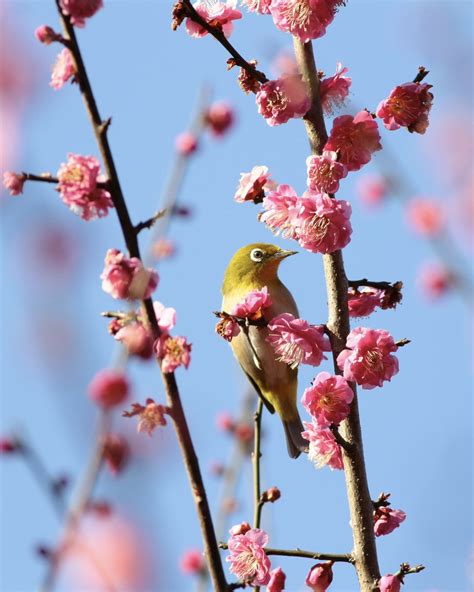 폭력맹금류오목눈이 중세양놈 야설가 화식조 жар птица on Twitter RT kmzwBird 紅梅白梅 メジロ