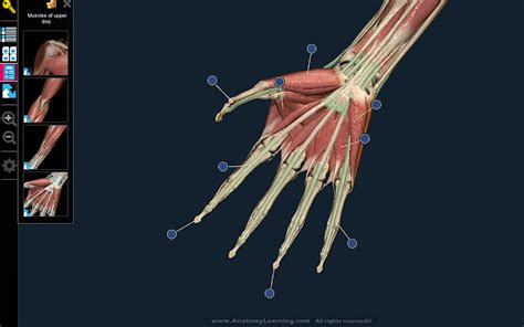 3d Anatomy Learning Chrome Web Store