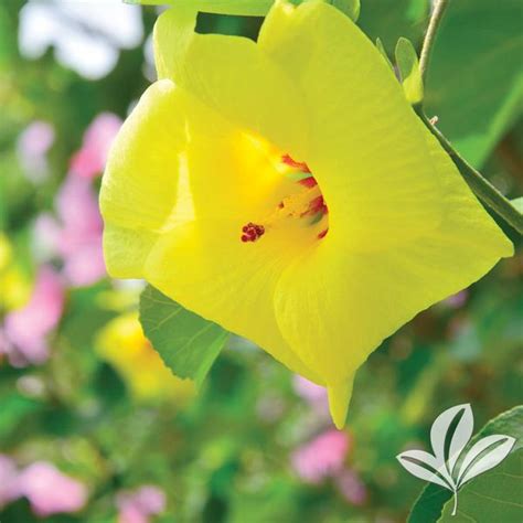 Hibiscus Hibiscus Hamabo Yellow Yellow Hardy Hibiscus From Greenleaf Nursery