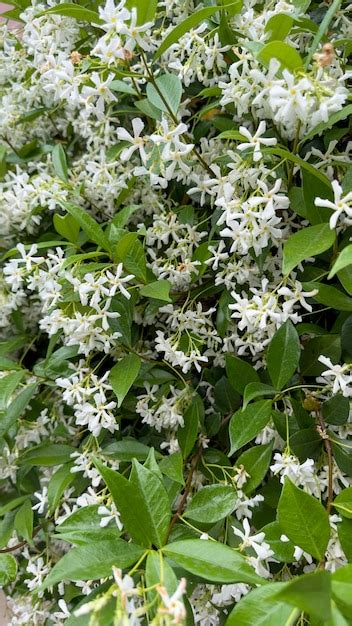 Premium Photo | Freshly blooming jasmine flowers jasmine blooming on ...