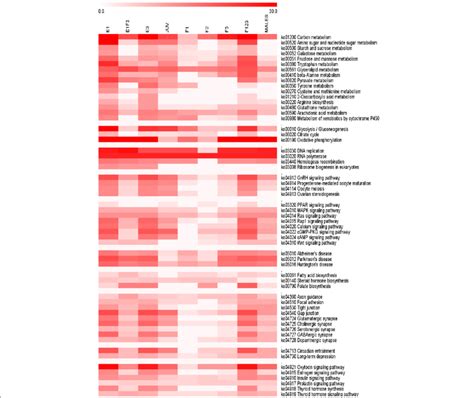 Heat Map Of The Enriched Kegg Pathways Among The Differential