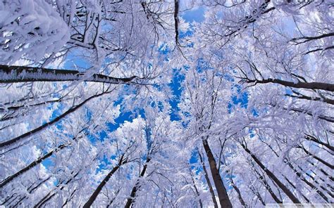 Winter Snow Trees Wallpapers - Top Free Winter Snow Trees Backgrounds ...