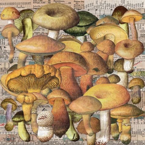 Millions Of Mushrooms Collage By Thomas Terceira Saatchi Art