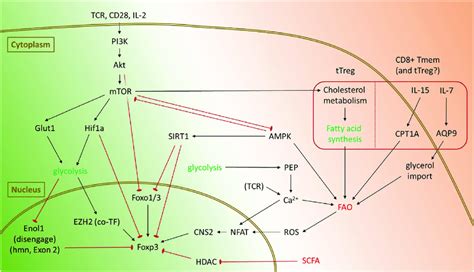 Pathways Promoting Glycolysis And Fatty Acid Oxidation Fao In Download Scientific Diagram