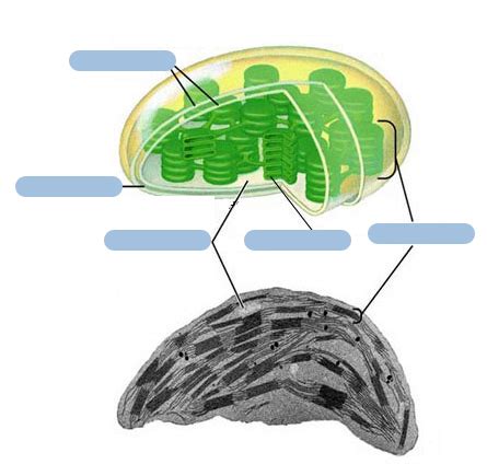 Устройство на хлоропласт