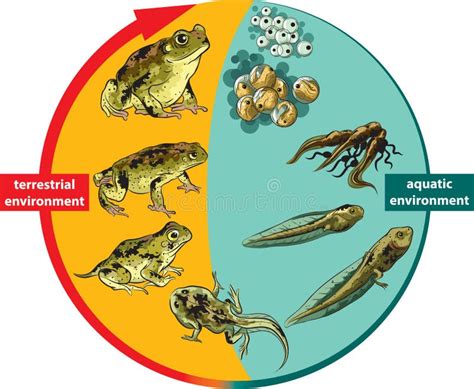 Toad Life Cycle