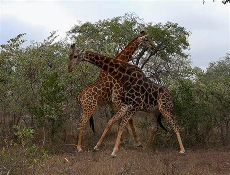 Watch as brutal giraffes fight dirty in dominance battle over mate