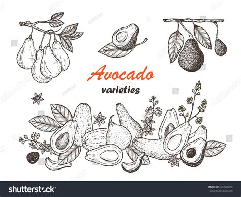 Avocado Bloom M S De Vectores De Stock Y Arte Vectorial Con