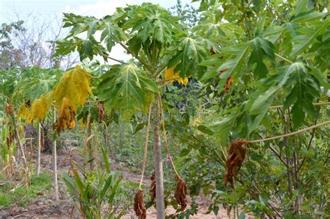 Mam O Rvore Conhecida Como Mam O Ou Mam O Em Fazenda De Agrotorismo