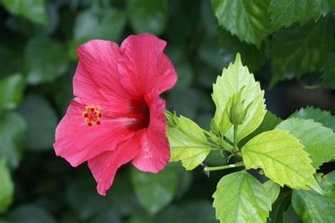 Do You Know The Health Benefits Of Hibiscus Leaves