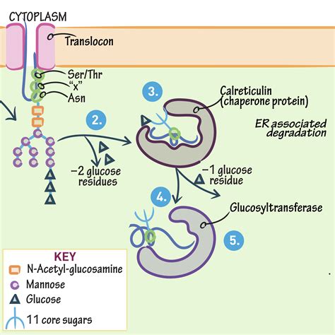 Cell Biology Glossary Protein Folding And N Linked Glycosylation