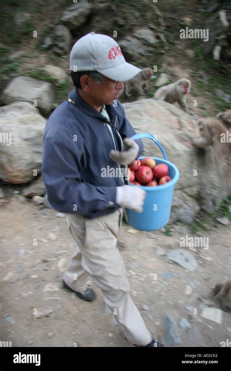 Japanese macaque feeding in the mountains of Nagano Stock Photo - Alamy