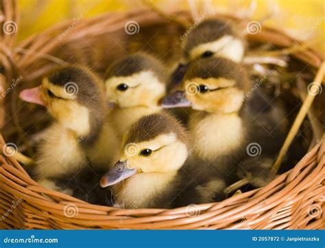 easter ducks stock photo image  ducky feet animal