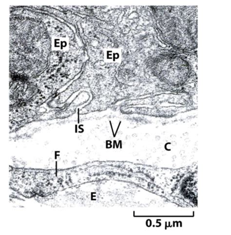 exam 1 Flashcards | Quizlet