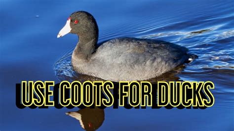 Diy Coot Decoys How To Make Homemade Coot Decoys Cheap Youtube