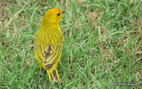 Saffron Finch Sicalis Flaveola Peru Aves