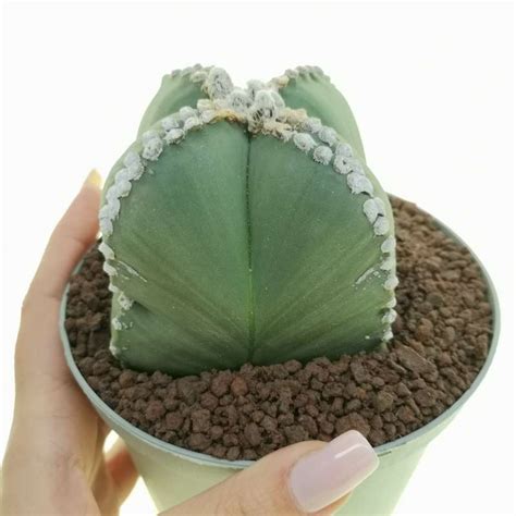 Astrophytum Myriostigma Var Quadricostatum Nudum 14 Cm Cactaceae