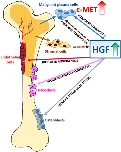 Schematic Illustration Of Hgf Mediated Functions On Malignant Plasma