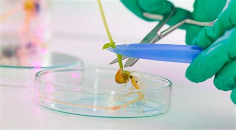 Eu Moves Towards Looser Rules On Certain Gene Edited Crops Euractiv