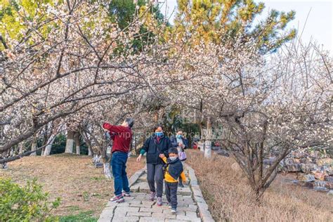 江苏苏州梅花盛开春来到 人民图片网