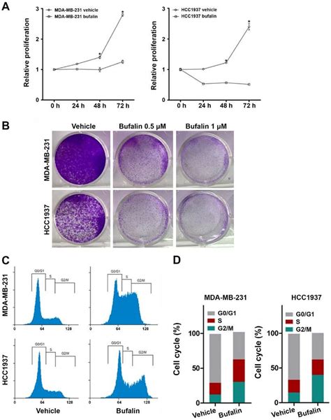 Bufalin Inhibits Tnbc Cell Proliferation In Vitro A The