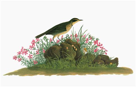 Audubon Pipit Painting By Granger Fine Art America