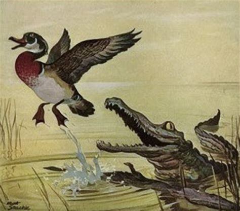 Staehle Albert B1899 Allegator Tries For Duck He Did Smokey The