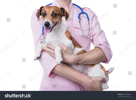 Woman Veterinarian In A Pink Medical Gown Holds A Pretty Smiling Jack