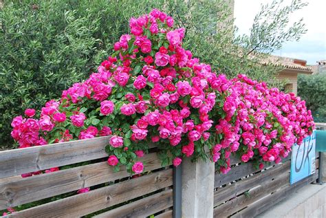 Fotos De Flores ROSALES TREPADORES Y DE MATA BAJA