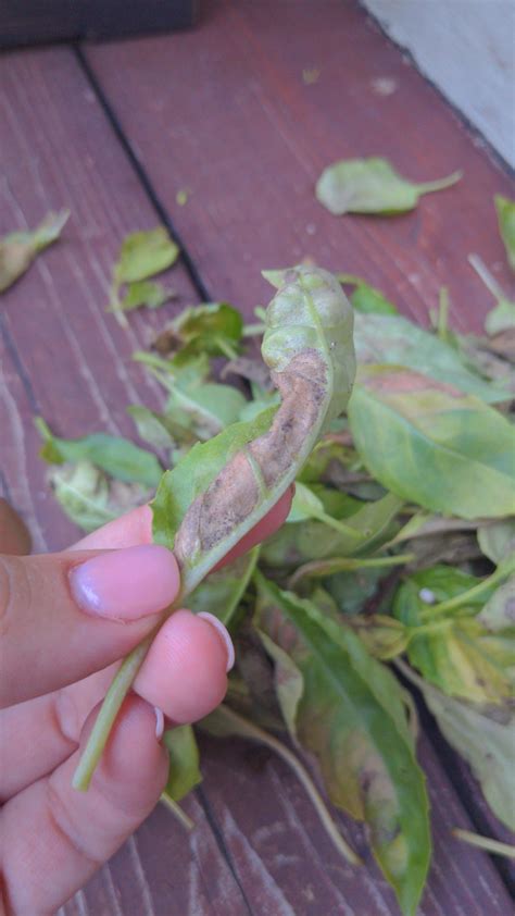Basil dying : r/gardening