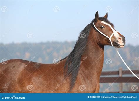 Beautiful Welsh Cob Mare With Halter Stock Image Image Of Stand