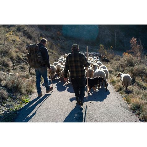 Vivre Avec Les Loups