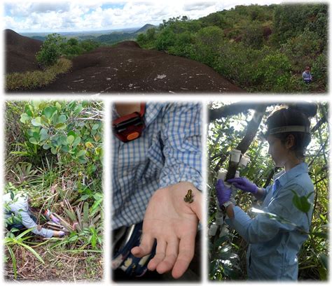 Station De Recherche Des Nouragues Leeisa Cnrs On Twitter