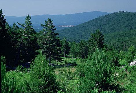 Bosque De Pino Qu Es Bosque De Pino Encino