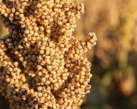 Sorghum Production - Agriculture Nigeria