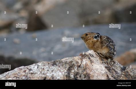 American pika rocky mountains colorado hi-res stock photography and ...