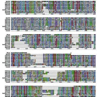 Evolution Of Cut Class Homeobox Genes Hypothetical Model Of The