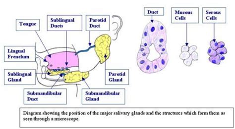 Dentistry lectures for MFDS/MJDF/NBDE/ORE: Lecture note on Anatomy of ...