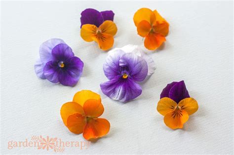 A Sweet Garden Party Treat Edible Flower Lollipops Garden Therapy