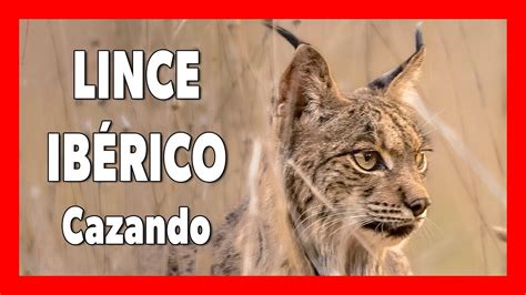 Lince Iberico Cazando Secuencia Completa Sierra Morena Youtube