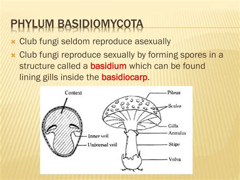 Ppt Kingdom Fungi Powerpoint Presentation Free Download Id2034565