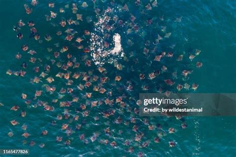 Manta Ray Migration Photos and Premium High Res Pictures - Getty Images