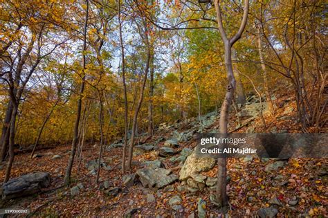 Autumn Leaf Colors High-Res Stock Photo - Getty Images