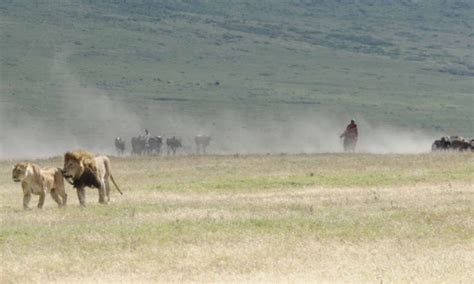 Animals in Ngorongoro Crater - wildlife at ngorongoro crater