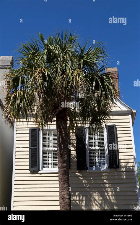 Palmetto tree in Charleston, South Carolina, USA. The palmetto is the state tree of South ...