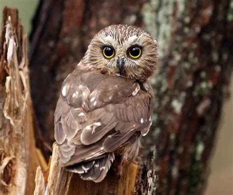 Owls In Delaware Birdwatching Central