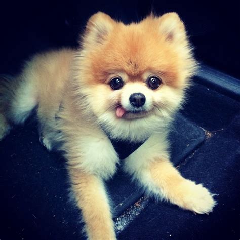 Cute Dogs Photos Instagram: A Tail of Cuteness