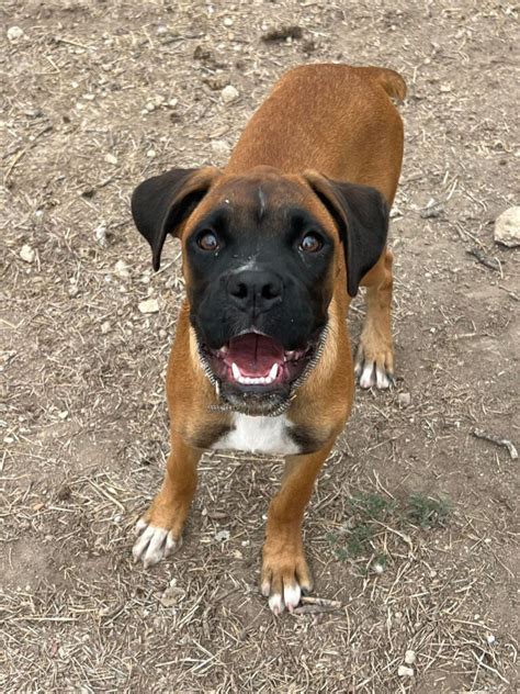 Emery Ch Boxer Rescue