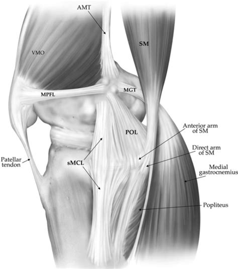 Biomechanics And Physical Examination Of The Posteromedial And